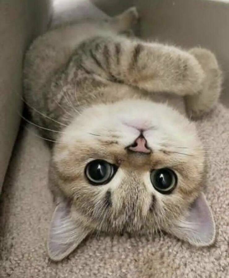 740x899, 57 Kb / Кошка, лежит, глаза