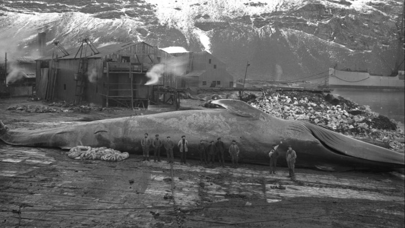 800x451, 109 Kb / ч/б, кит