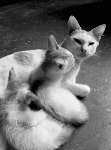 388x525, 138 Kb / кошка, котенок, котенок