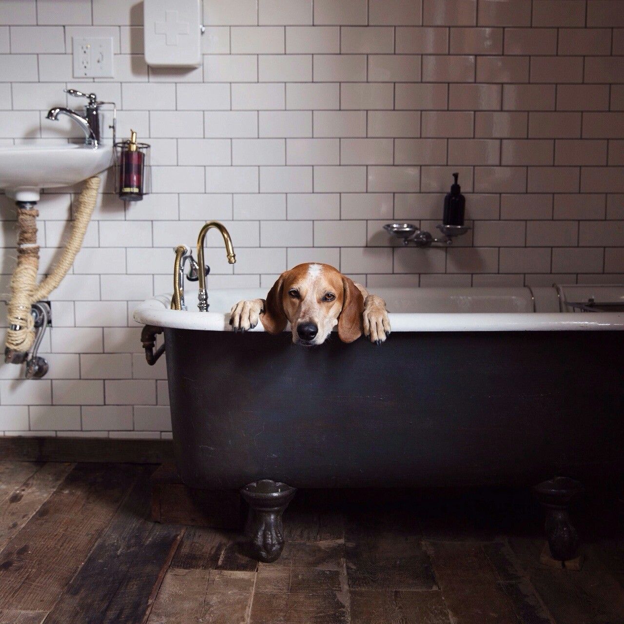 1280x1280, 196 Kb / ванна, пёс, плитка, собака