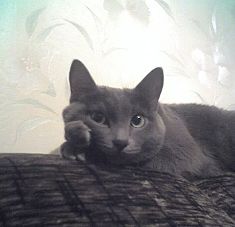 480x463, 48 Kb / Кот