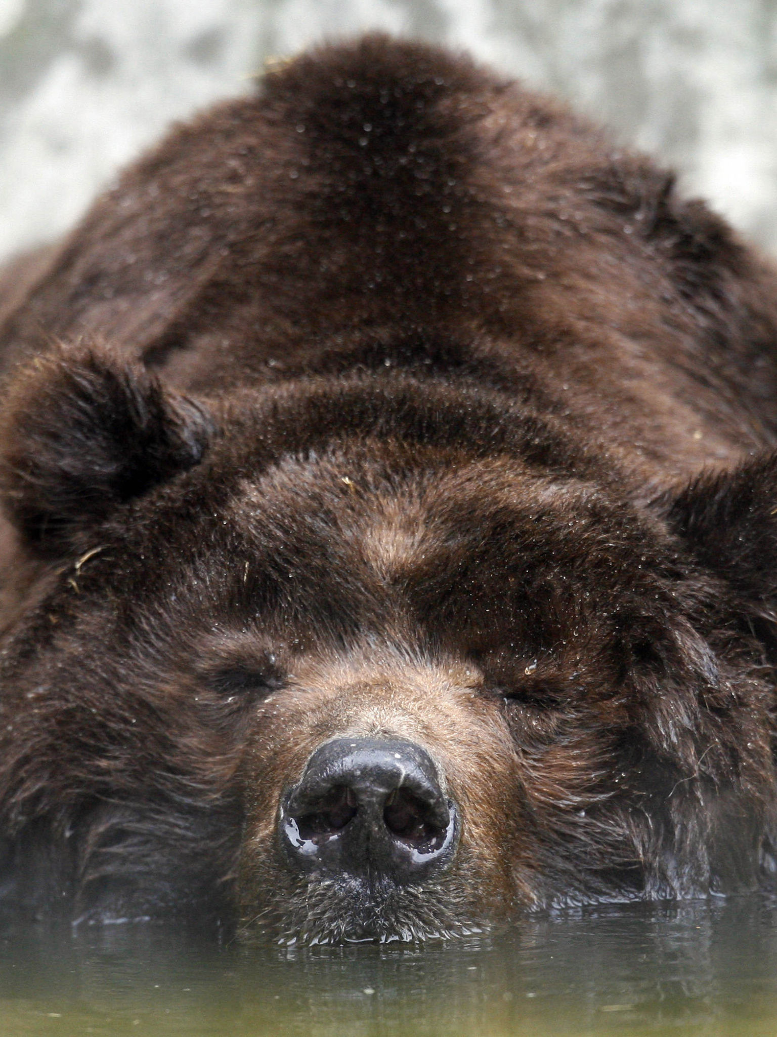 1536x2048, 507 Kb / медведь