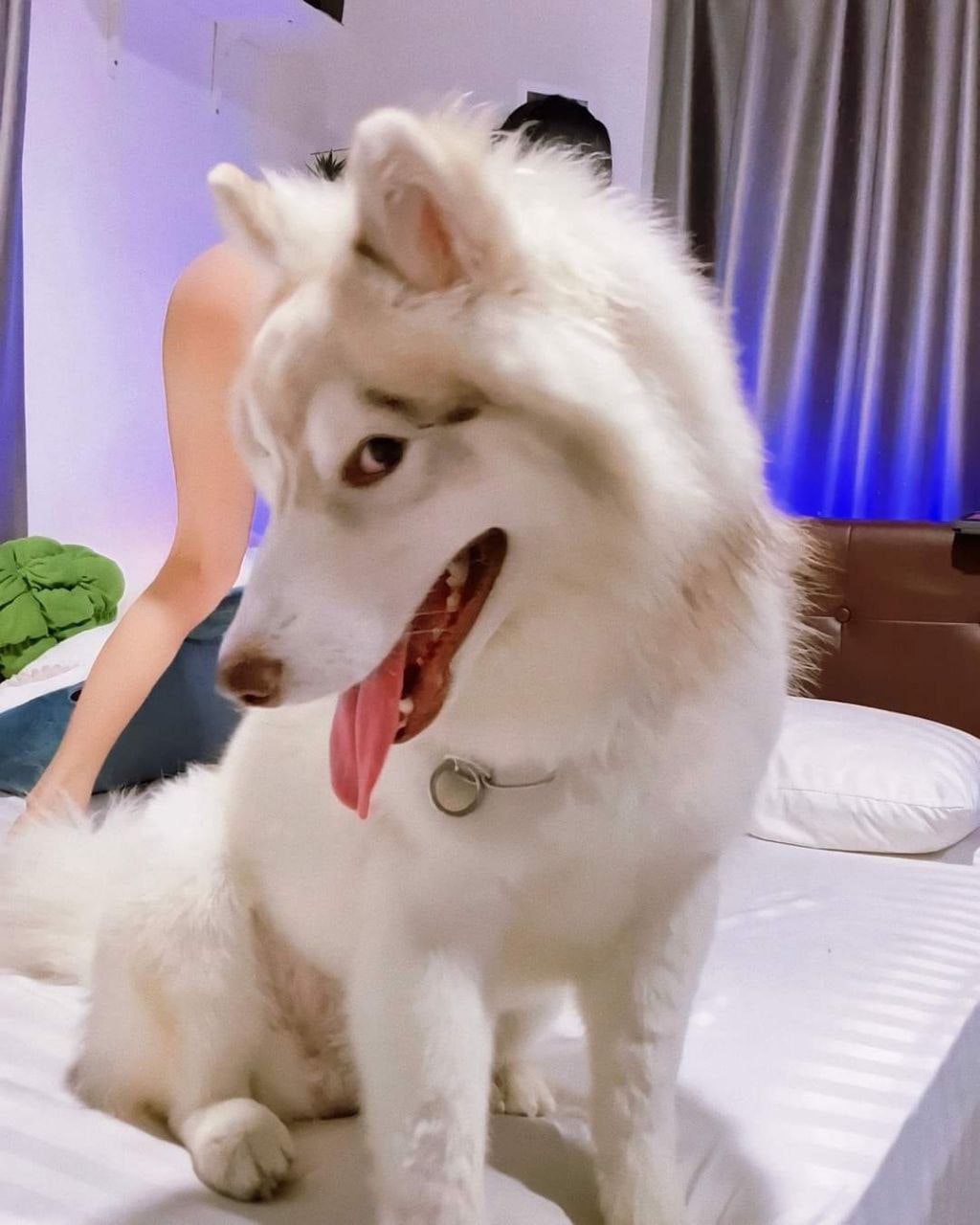 1024x1280, 213 Kb / кровать, подушка, собака, пёсель