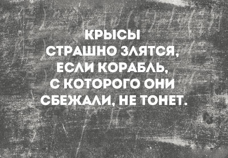 800x554, 119 Kb / крысы, корабль, злость