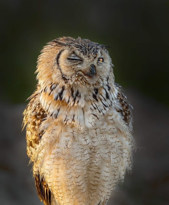 700x848, 327 Kb / сова