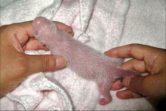 700x471, 81 Kb / панда, детёныш