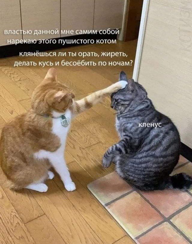 640x813, 100 Kb / коты, клятва