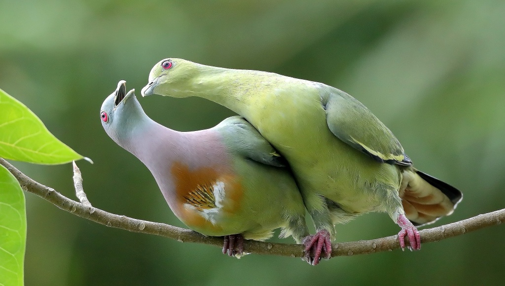 1024x581, 195 Kb / зелёный, голубь, Япония