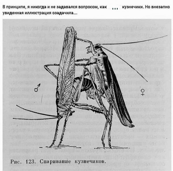600x593, 94 Kb / кузнечик, спаривание, этимология