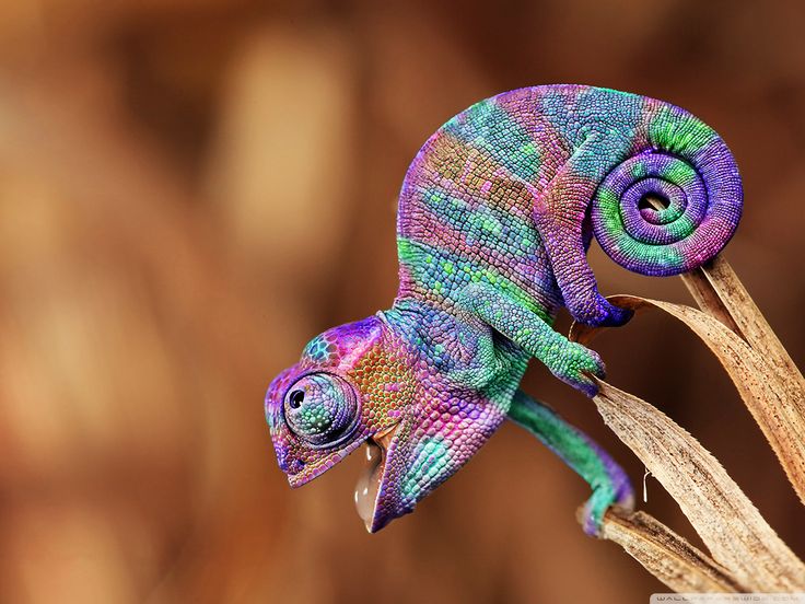 736x552, 75 Kb / хамелеон