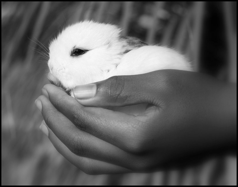800x628, 45 Kb / крольчонок, ладони
