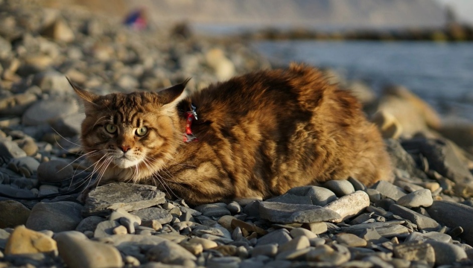 943x536, 164 Kb / котэ,морда, галька, вода, ошейник