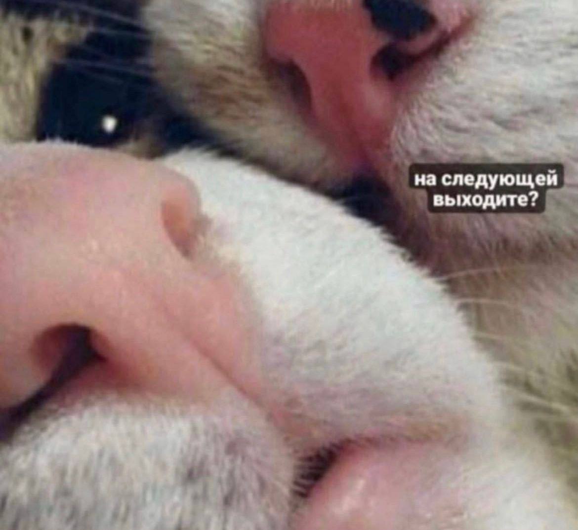 1170x1074, 74 Kb / Кот, кошки, морды, на следующей, выход