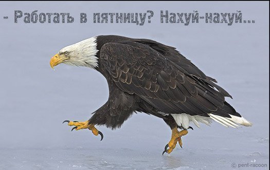 525x331, 31 Kb / белоголовый орёл, вода