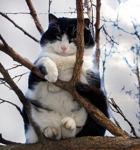 564x602, 119 Kb / кот, жирный, ветка