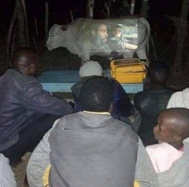 640x635, 30 Kb / Экран, корова