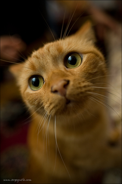 427x640, 175 Kb / кот, рыжий, грусть