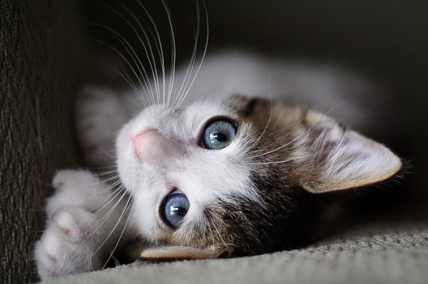 600x399, 39 Kb / котенок