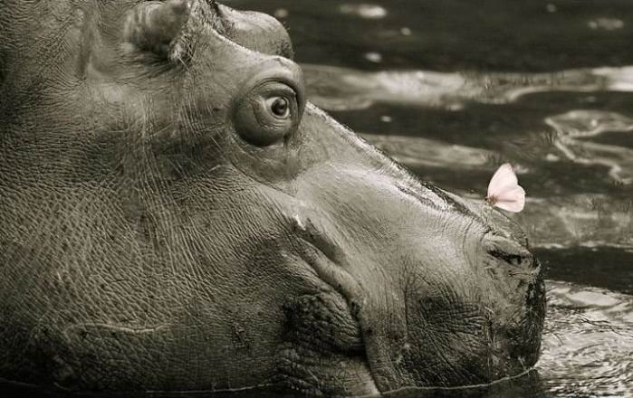 699x440, 65 Kb / бегемот, бабочка, ч/б