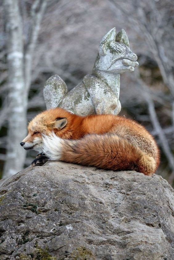 564x845, 111 Kb / лиса, скульптура, камень, Япония