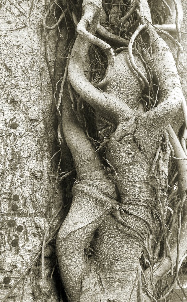633x1024, 289 Kb / корни, деревья, пара, ч/б
