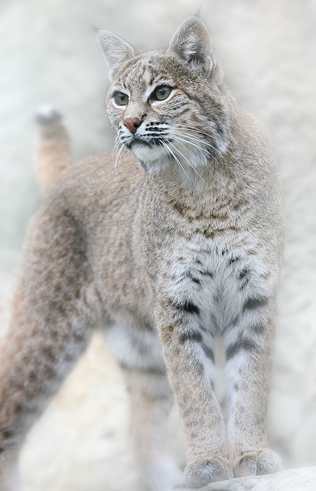 454x704, 189 Kb / рысь