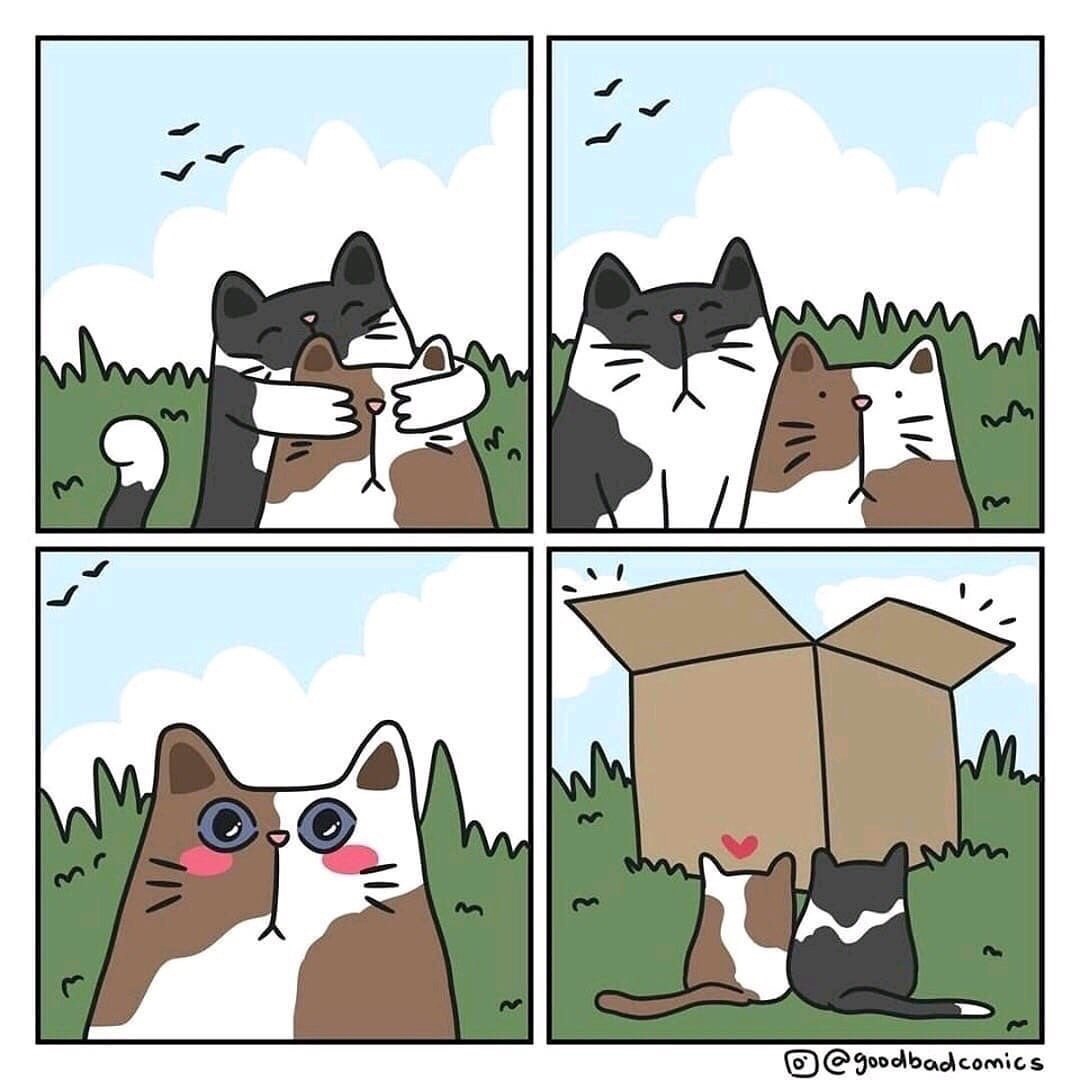 1080x1080, 184 Kb / коты, коробка, любовь, подарок