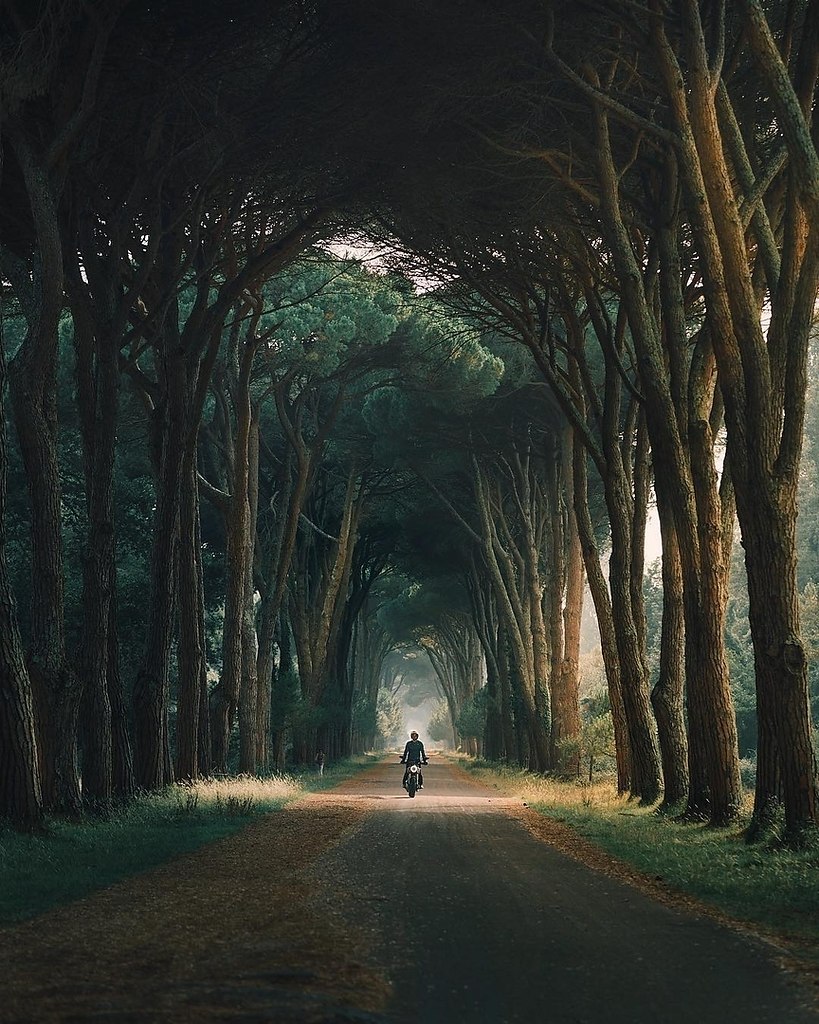 819x1024, 221 Kb / дорога, деревья, кроны, листва, осень, мотоцикл, мотоциклист