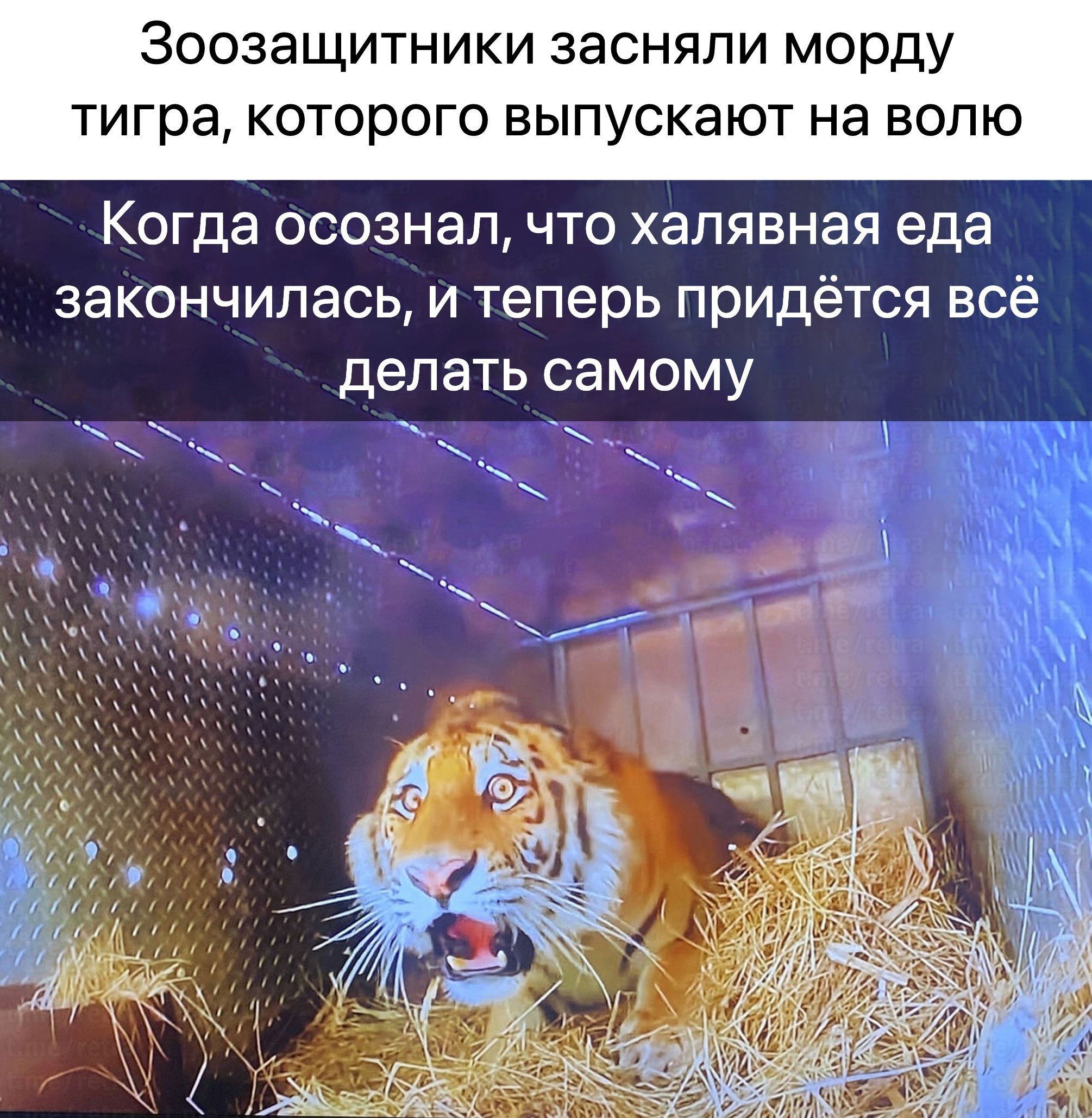 2010x2057, 600 Kb / тигр, клетка, свобода