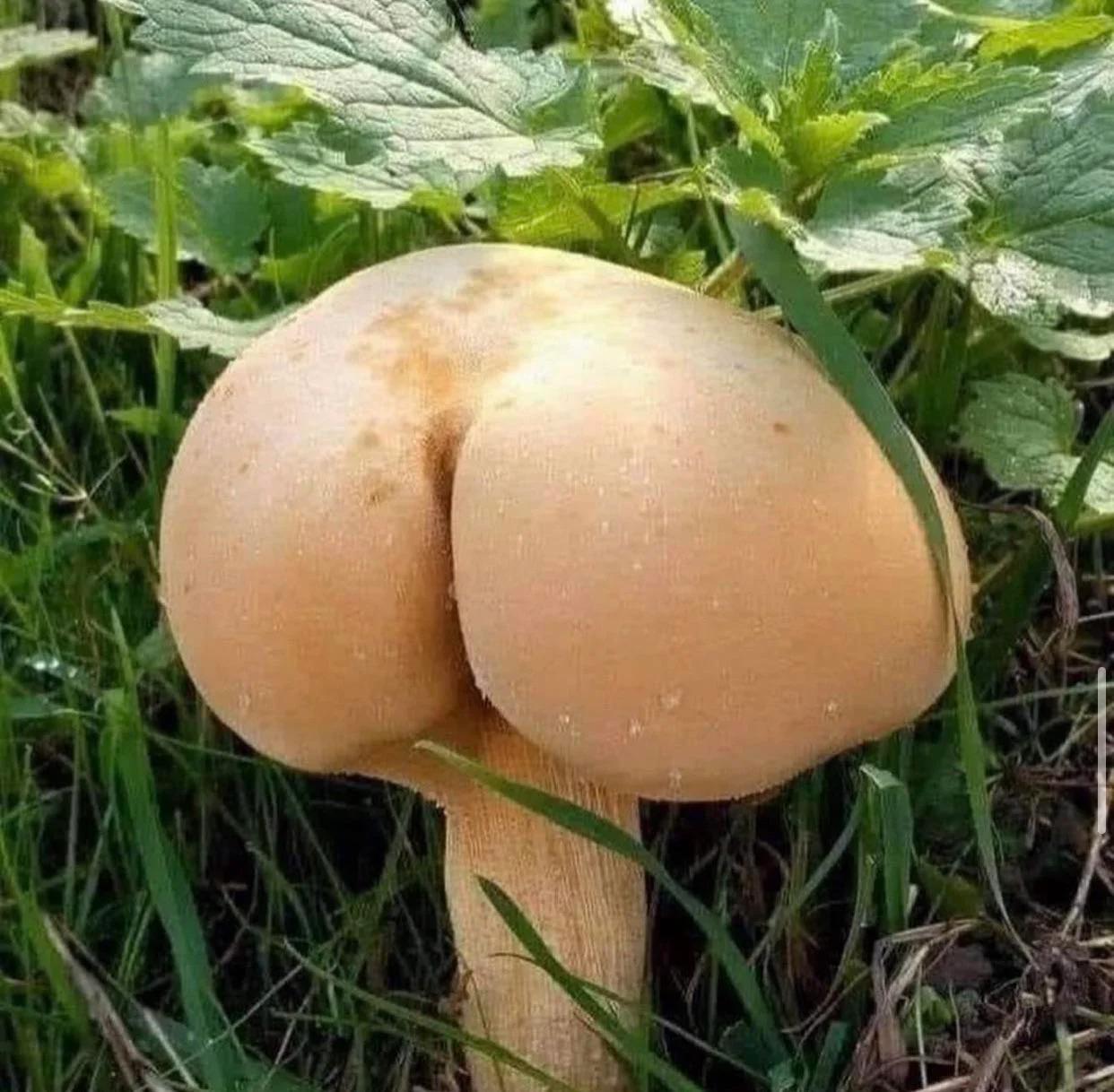 1242x1218, 169 Kb / гриб, попка, трава