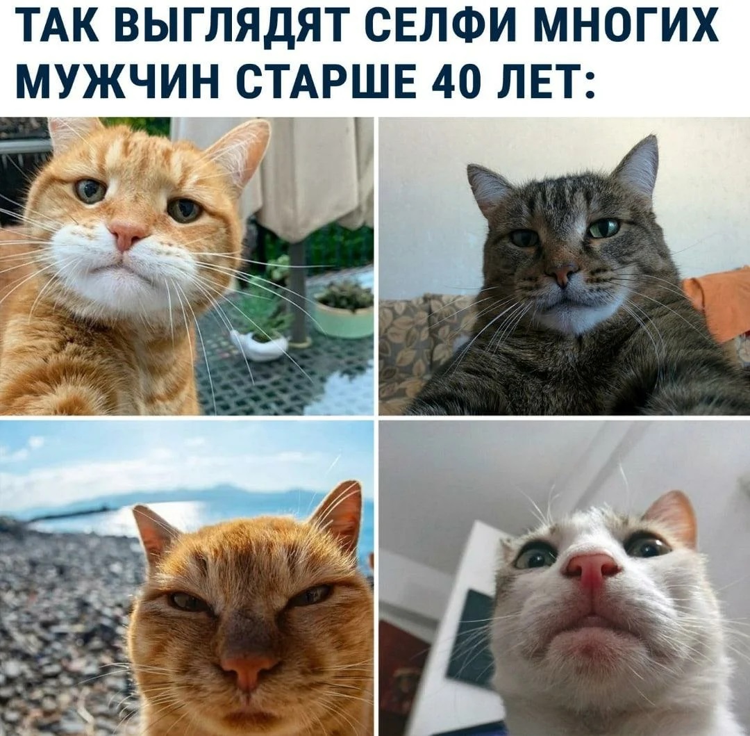 1080x1059, 306 Kb / кот, кошка, селфи, 40 лет