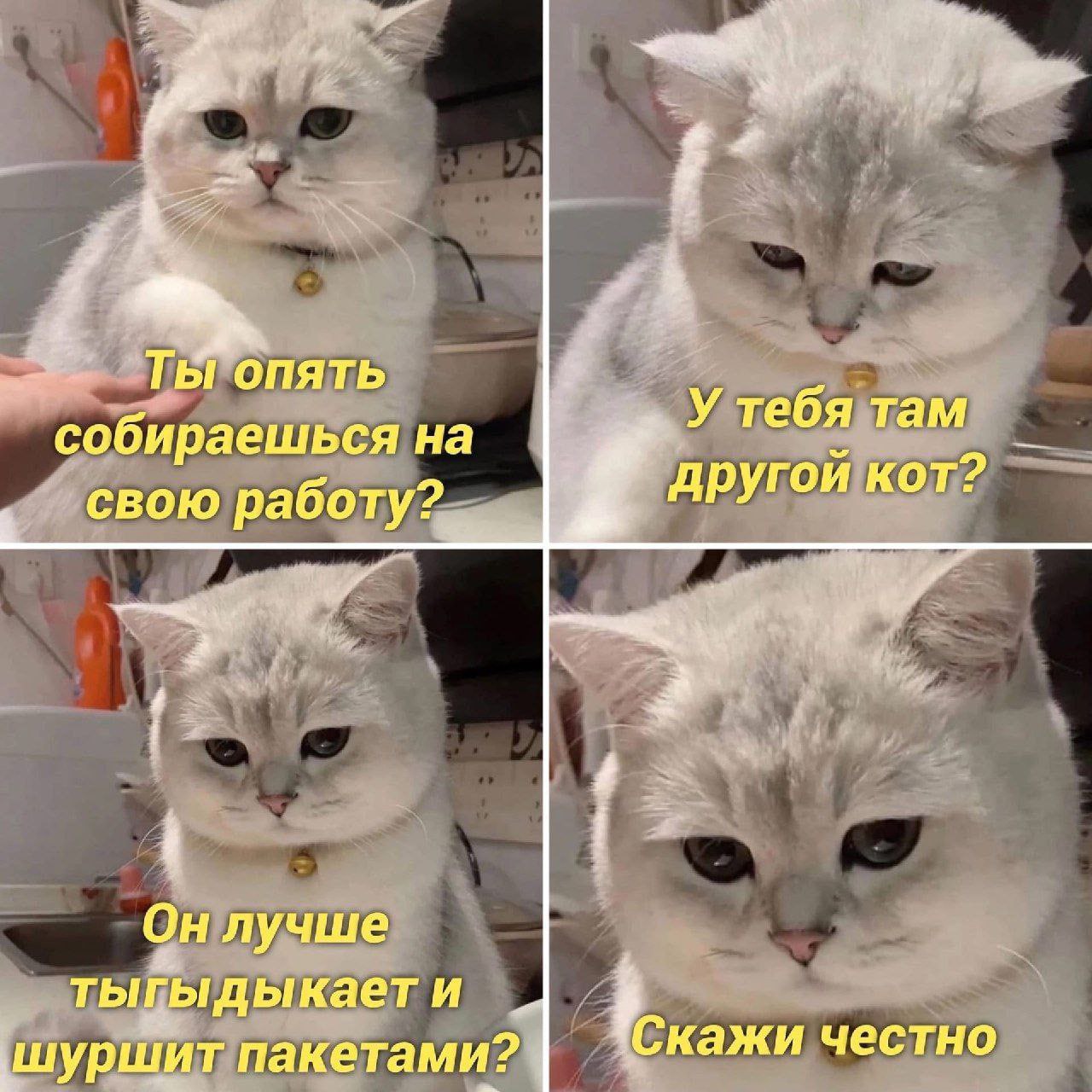 1280x1280, 247 Kb / кот, работа, бубенчик