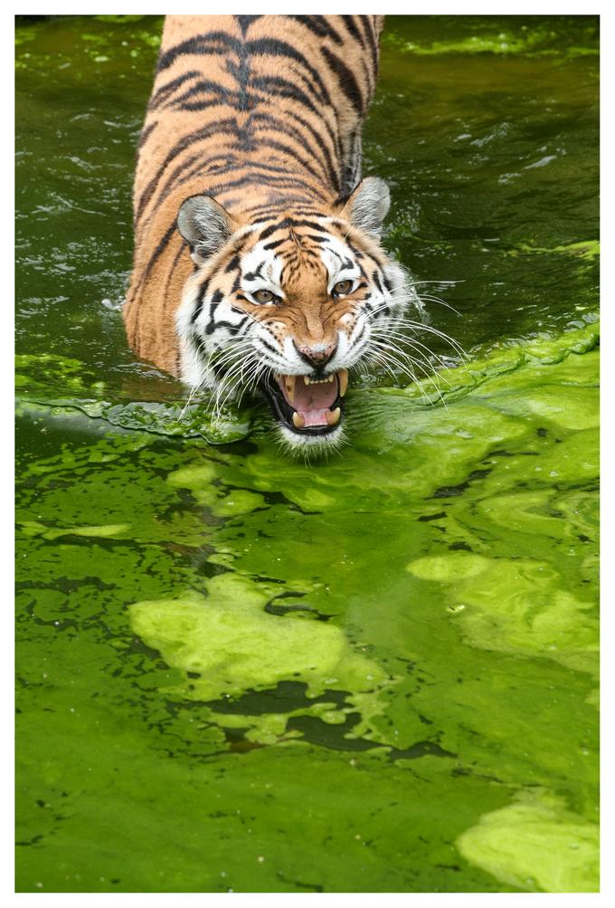 680x1003, 112 Kb / тигр, вода