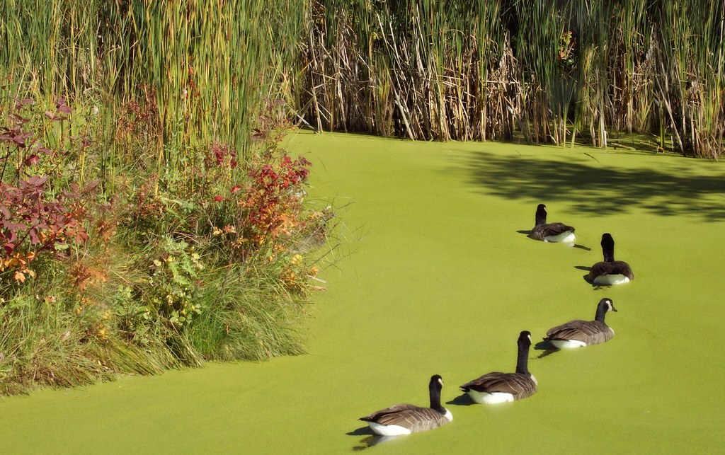 1024x643, 223 Kb / утки, дичь, заводь, пруд, ряска, травы, гуси