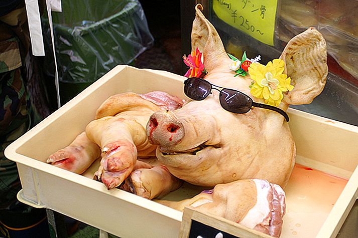 713x475, 75 Kb / копыта, голова, очки, цветы, свинья