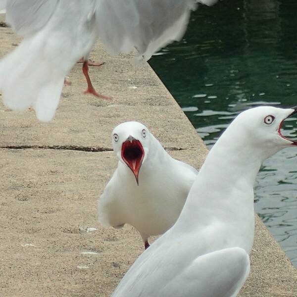 600x600, 42 Kb / Пирс, чайки