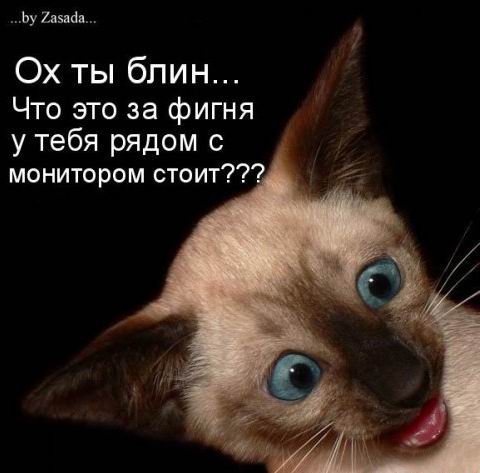 480x473, 31 Kb / котенок, сиамский