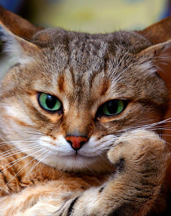 553x700, 95 Kb / кот