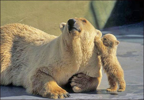 500x349, 50 Kb / белый, медведь, медвежонок