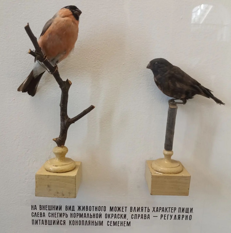 785x794, 125 Kb / снегири, факт, питание