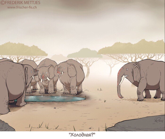 700x591, 105 Kb / слоны, вода, холод