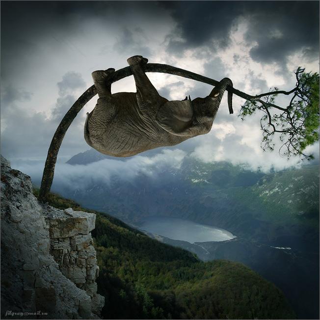 652x652, 60 Kb / слон, дерево