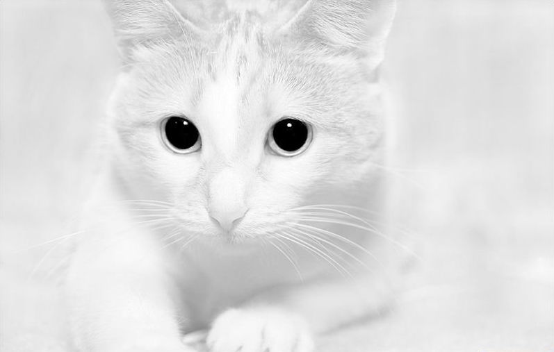 797x507, 26 Kb / кот