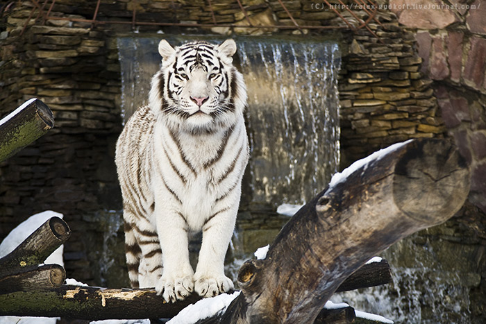 700x467, 128 Kb / тигр, белый