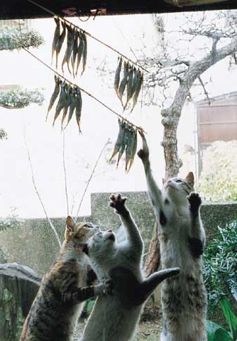 334x480, 51 Kb / коты, рыба