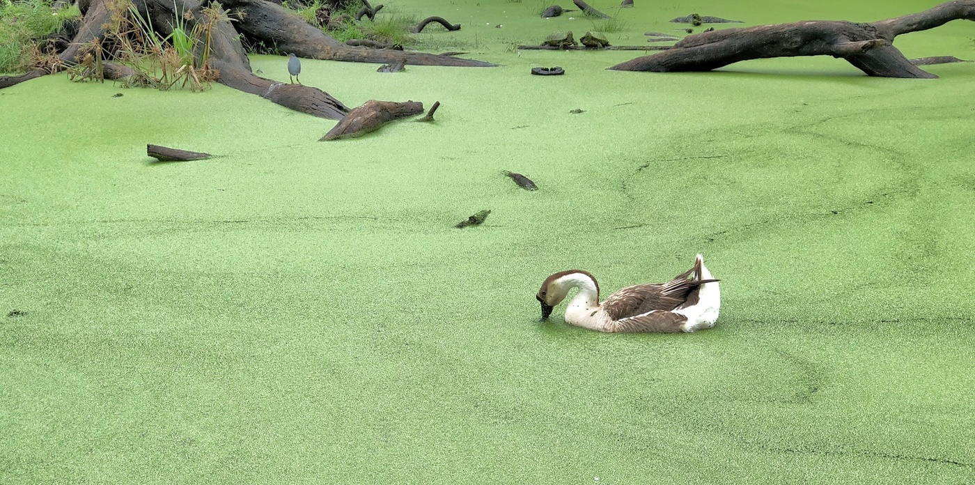 1400x696, 524 Kb / пруд, ряска, гусь, коряги, птицы