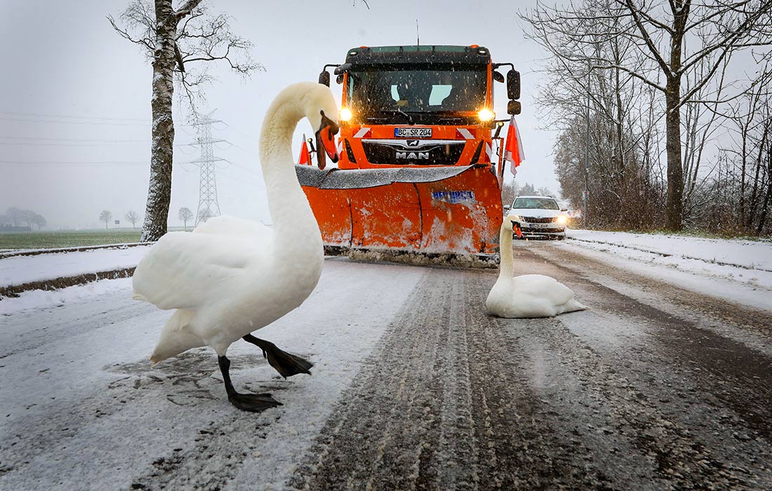 1100x700, 198 Kb / лебеди, пара, дорога, снегоуборочная машина, автомобиль, снег, деревья