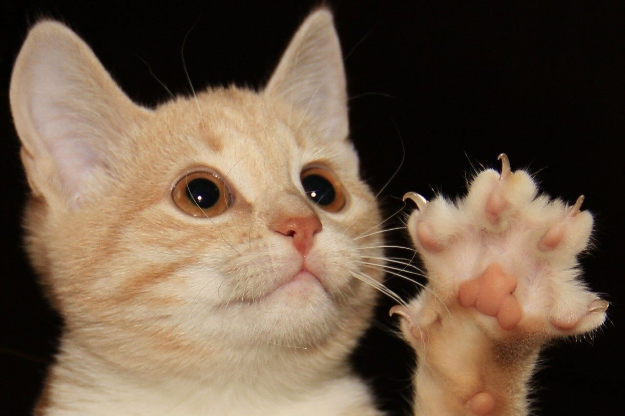 1280x853, 226 Kb / рыжий, кот, кошка, когти, лапа, усы, котенок