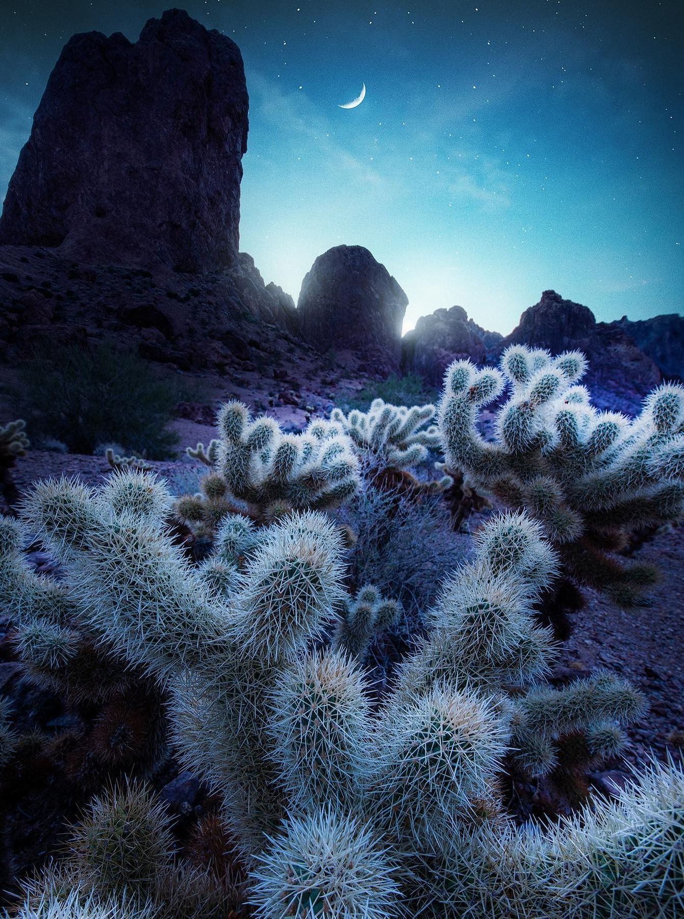 1341x1800, 554 Kb / месяц, небо, кактус, звезды