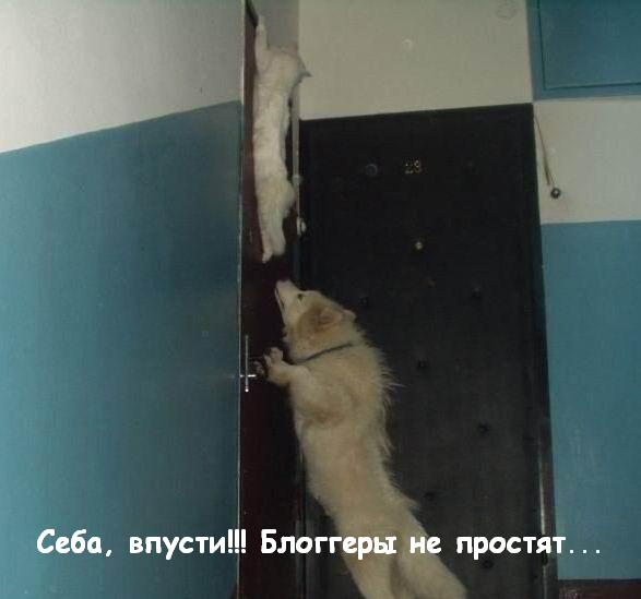 587x549, 25 Kb / кот, собака, дверь